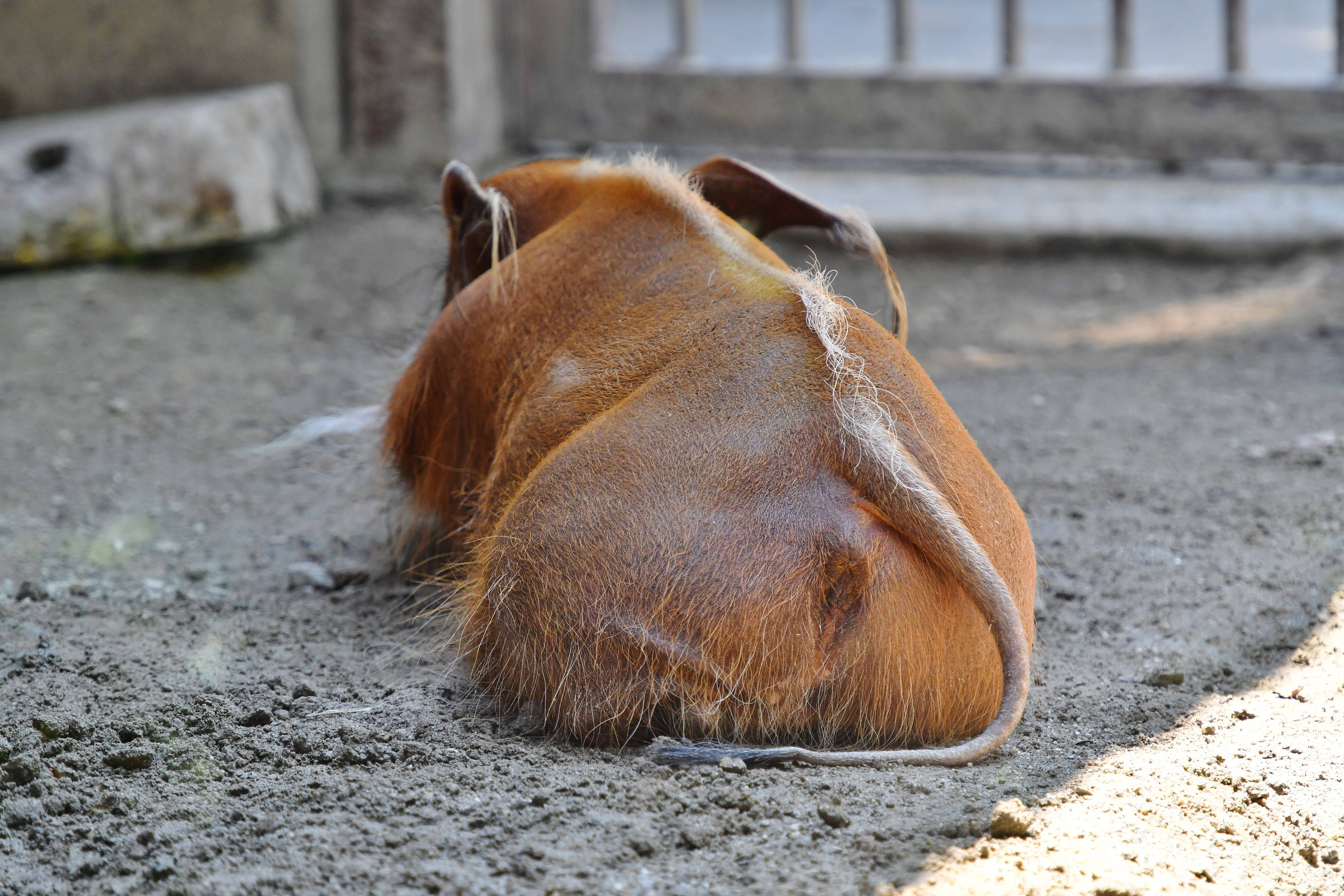 草食動物のおしりが好き っていうお話 ブログdeズーラシア よこはま動物園ズーラシア公式サイト 公益財団法人 横浜市緑の協会 草食動物のおしりが好き っていうお話 ブログdeズーラシア よこはま動物園ズーラシア公式サイト 公益財団法人 横浜市緑の協会