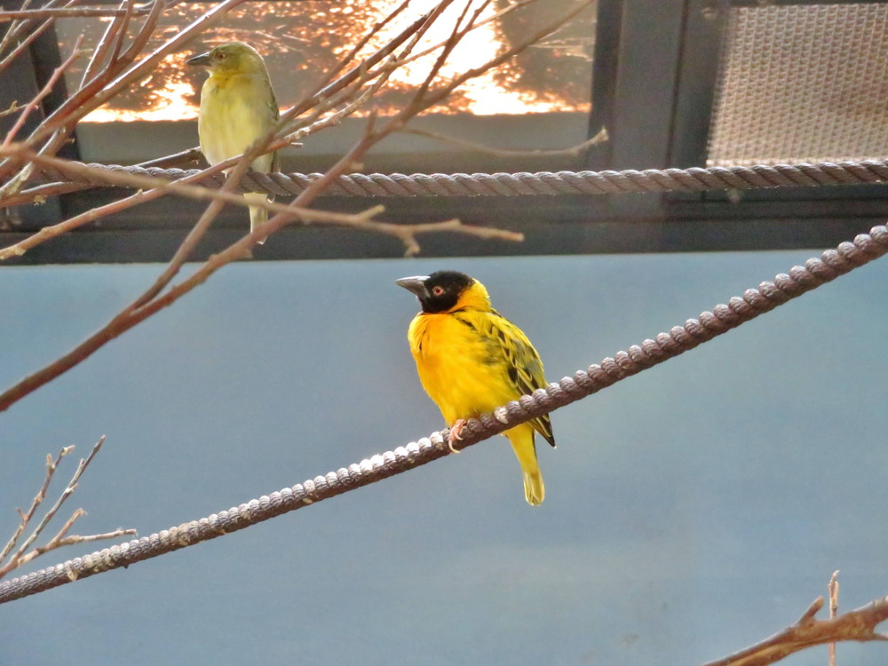 休園中の園内をご紹介 ブログdeズーラシア よこはま動物園ズーラシア公式サイト 公益財団法人 横浜市緑の協会 休園中の園内をご紹介 ブログdeズーラシア よこはま動物園ズーラシア公式サイト 公益財団法人 横浜市緑の協会