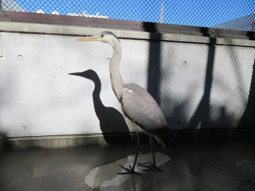 アオサギの採餌練習 飼育日誌 よこはま動物園ズーラシア公式サイト 公益財団法人 横浜市緑の協会