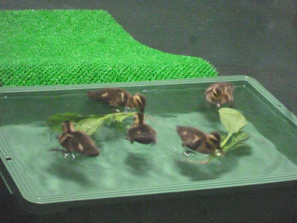 カルガモの親子専用ページ 0_3e894a4e2cec44346a92c18e99a0