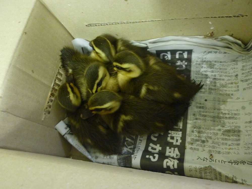 カルガモ5兄弟|飼育日誌｜ブログ|よこはま動物園ズーラシア公式