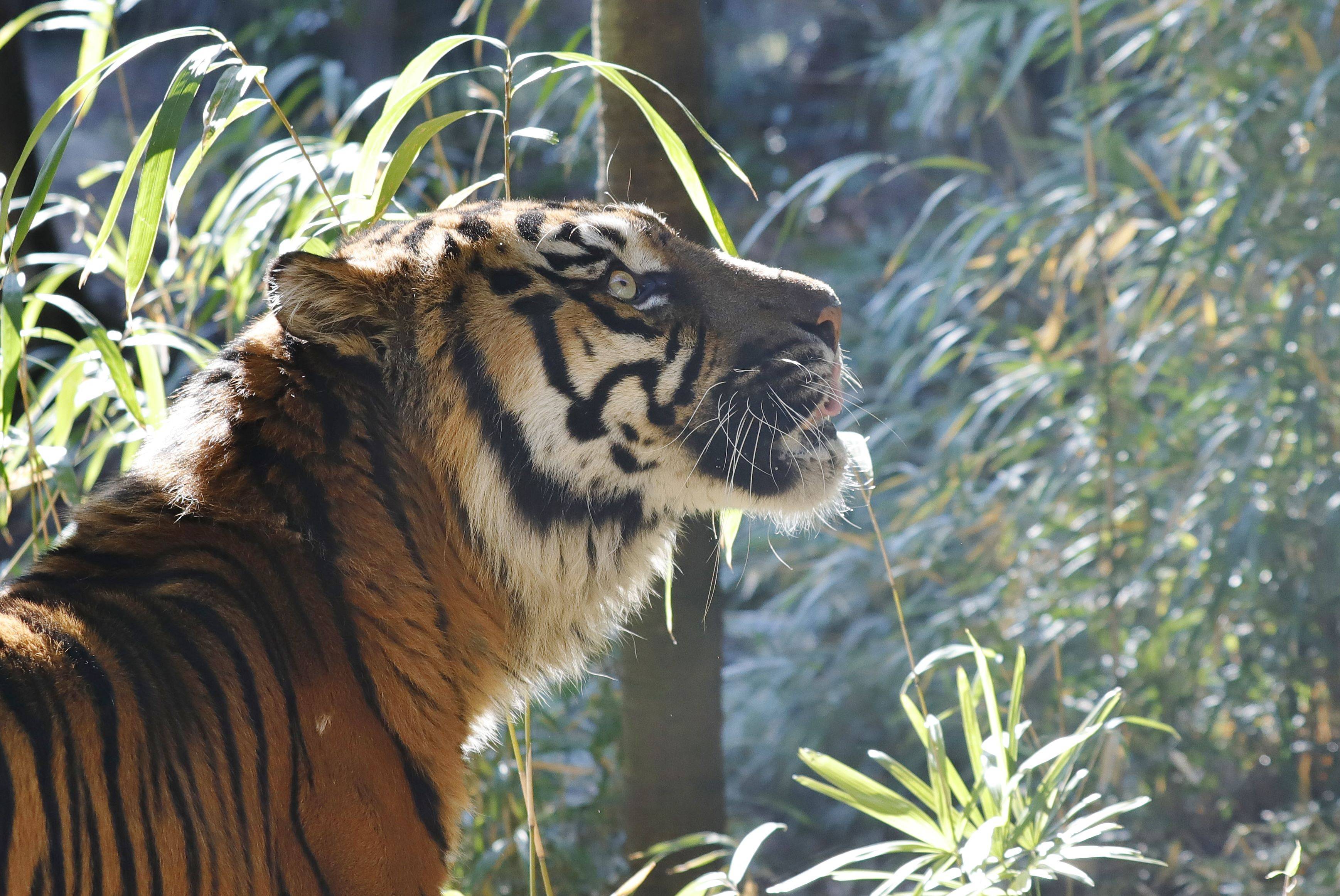 肉食動物の横顔が好き っていうお話 ブログdeズーラシア よこはま動物園ズーラシア公式サイト 公益財団法人 横浜市緑の協会 肉食動物の横顔が好き っていうお話 ブログdeズーラシア よこはま動物園ズーラシア公式サイト 公益財団法人 横浜市緑の協会