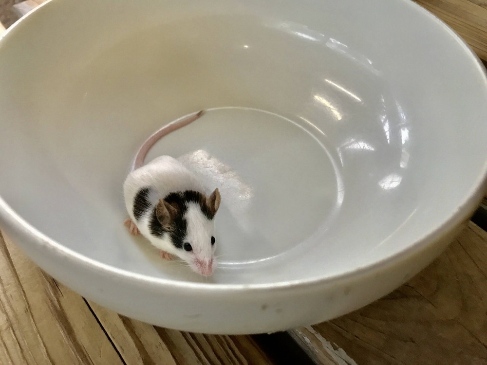 ぱかぱか ナイトパンダ1.jpg