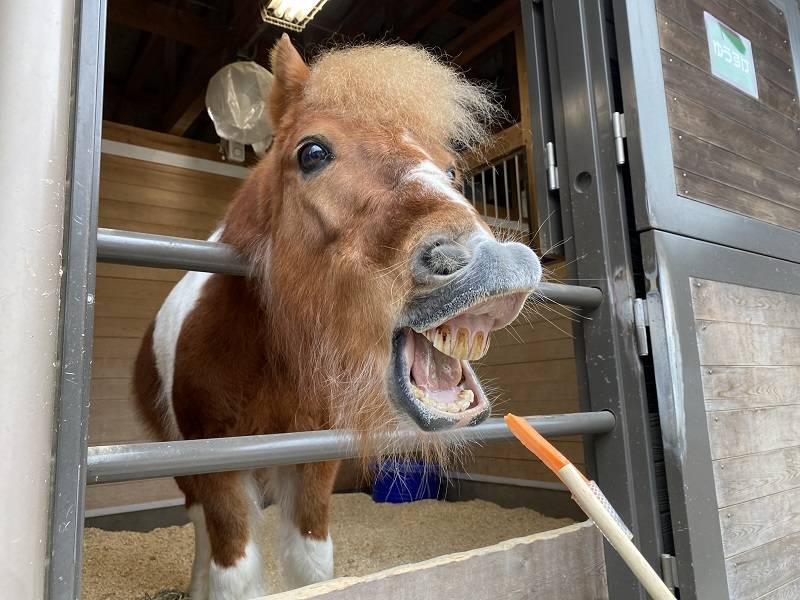 pakapaka 馬紹介ゆう4.jpg