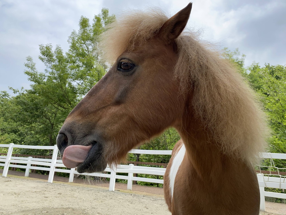 ぱかぱか ぺろ2 ゆう2.jpg