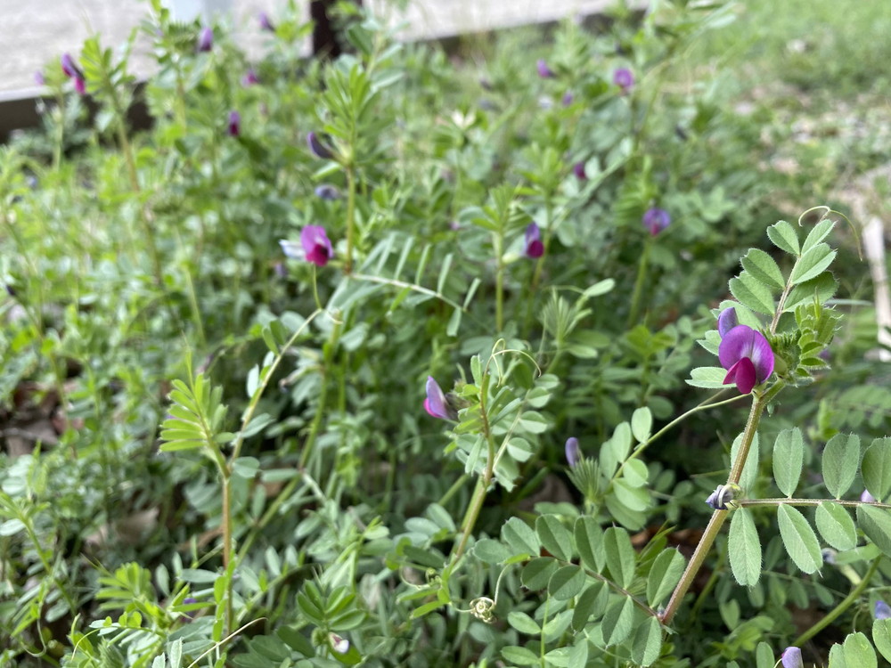 ぱかぱか 春カラスノエンドウ.jpg