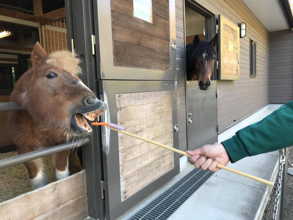 エサやり体験再開 ぱかぱか広場 よこはま動物園ズーラシア公式サイト 公益財団法人 横浜市緑の協会