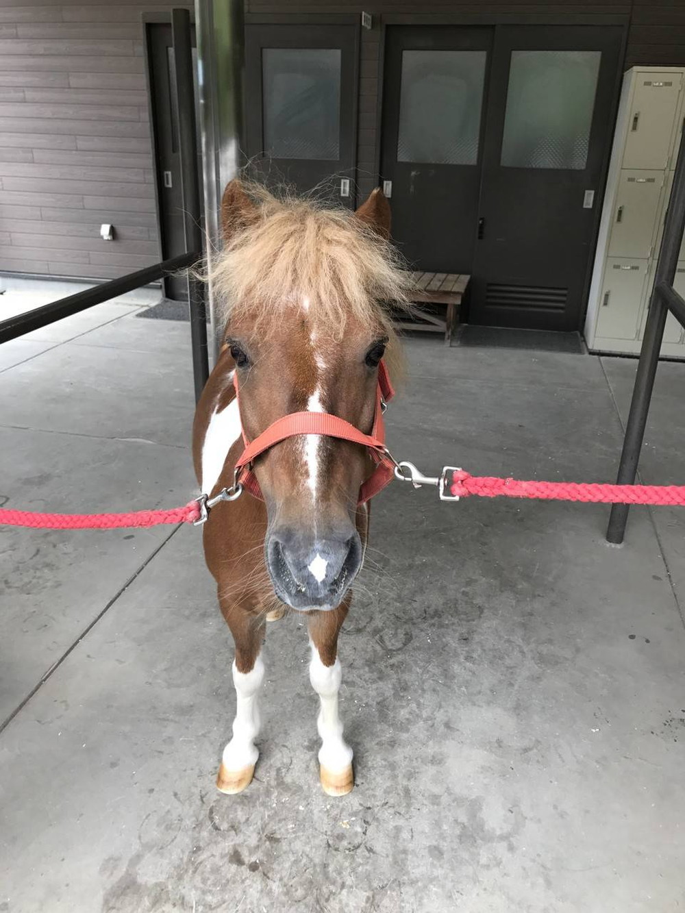 馬の耳に念仏|ぱかぱか広場｜ブログ|よこはま動物園ズーラシア