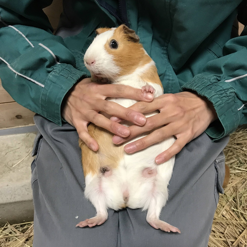 あおむけだっこ ぱかぱか広場 よこはま動物園ズーラシア公式サイト 公益財団法人 横浜市緑の協会 あおむけだっこ ぱかぱか広場 よこはま動物園ズーラシア公式サイト 公益財団法人 横浜市緑の協会