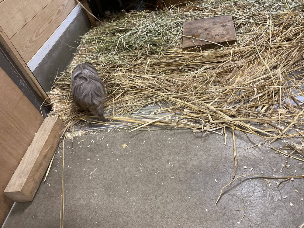 ぱかぱか モルモットレース10.jpg