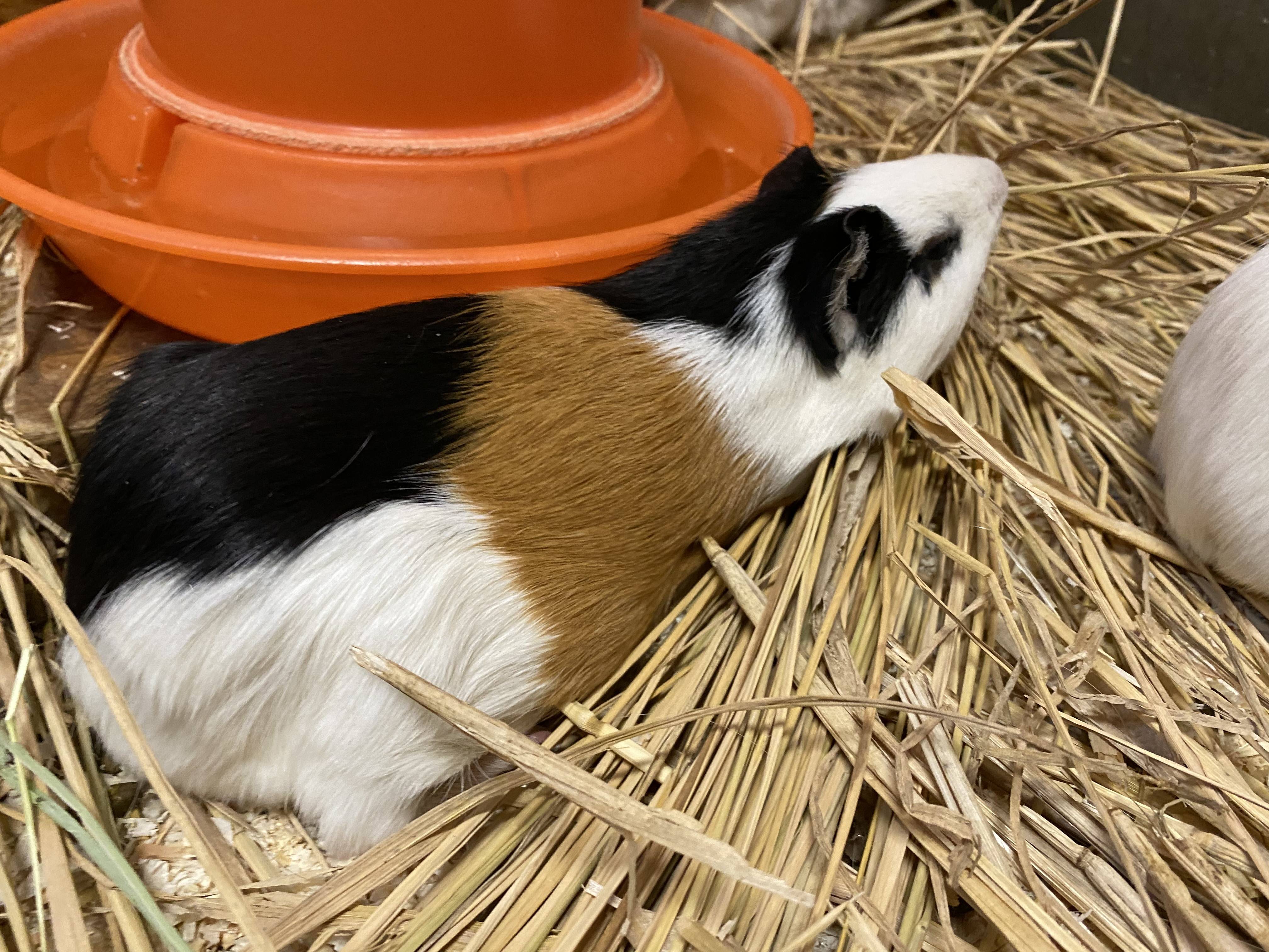 ぱかぱか モル9.jpg