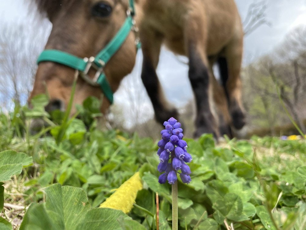 ぱかぱか 春ブドウムスカリ.jpg