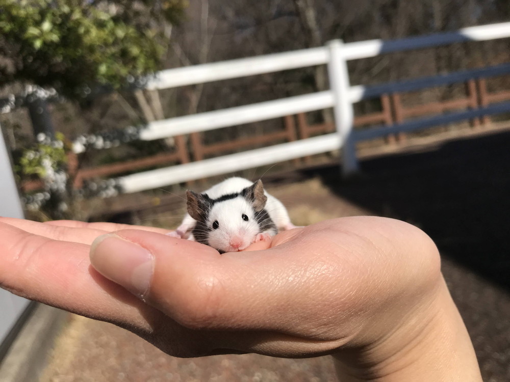 かわいくって気になる ぱかぱか広場 よこはま動物園ズーラシア公式サイト 公益財団法人 横浜市緑の協会