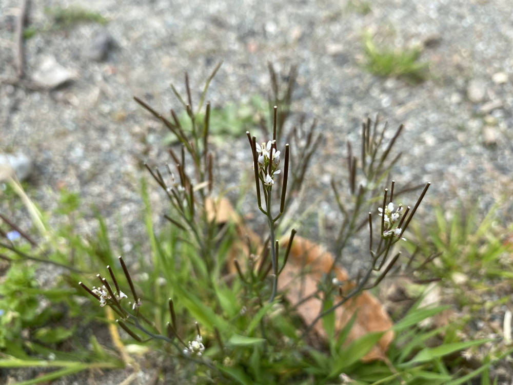 ぱかぱか 春ミチタネツケバナ.jpg