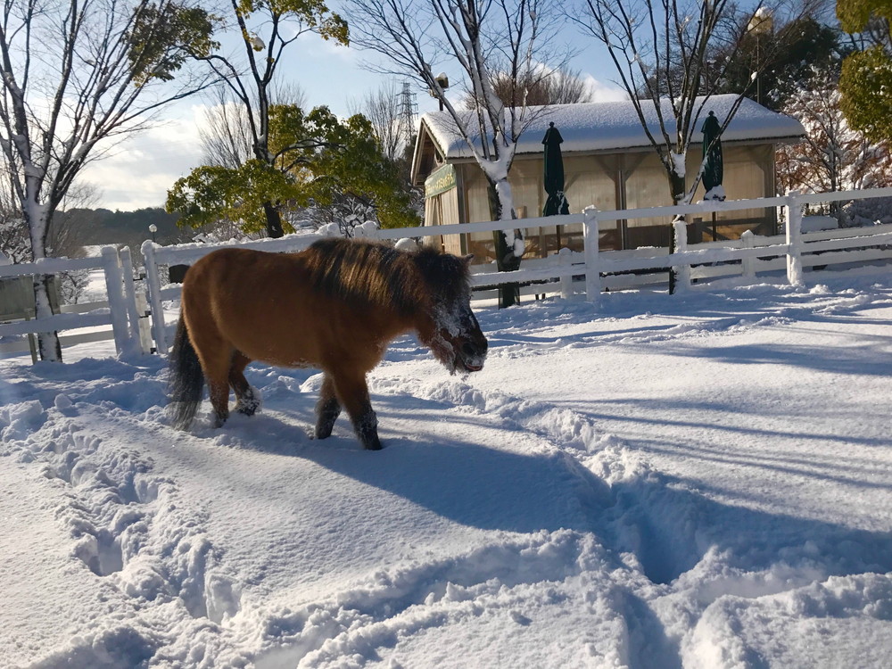 ぱかぱかブログ201801雪04.jpg