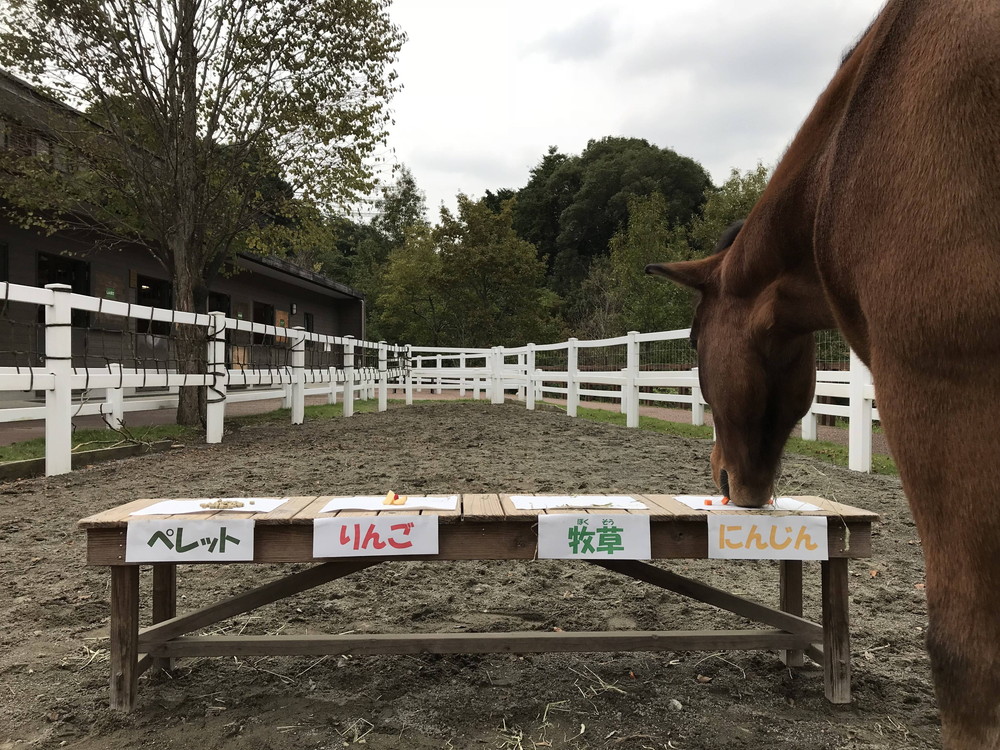 【ぱかぱか】馬ってにんじんが9.jpg