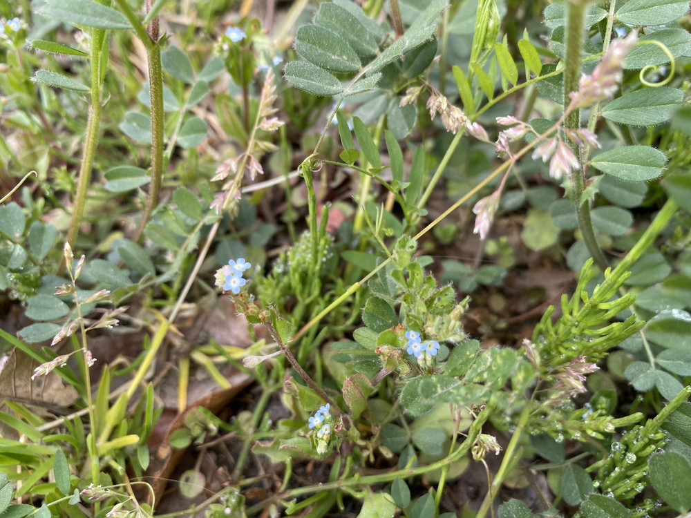 ぱかぱか 春キュウリグサ.jpg
