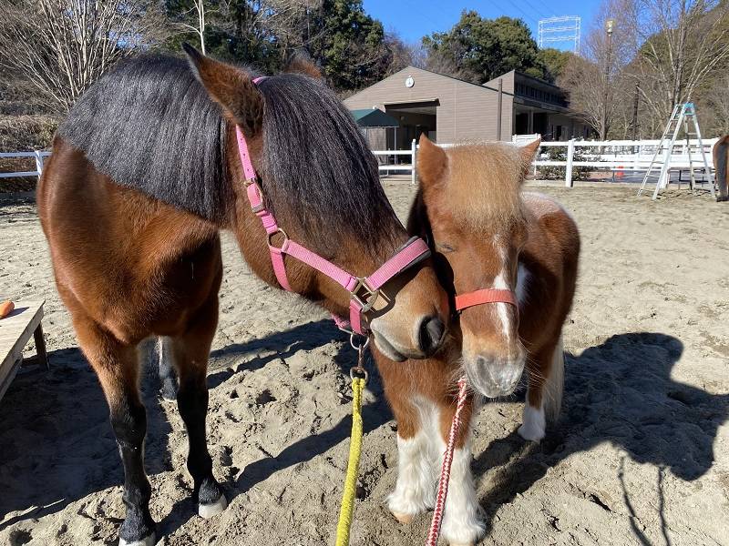 pakapaka 馬紹介ゆう3.jpg