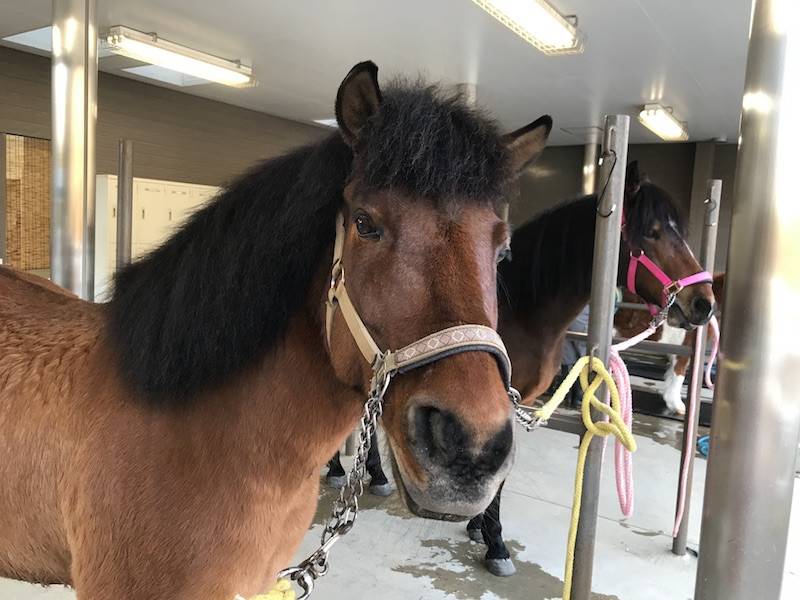 蹄の形のひみつ ぱかぱか広場 よこはま動物園ズーラシア公式サイト 公益財団法人 横浜市緑の協会