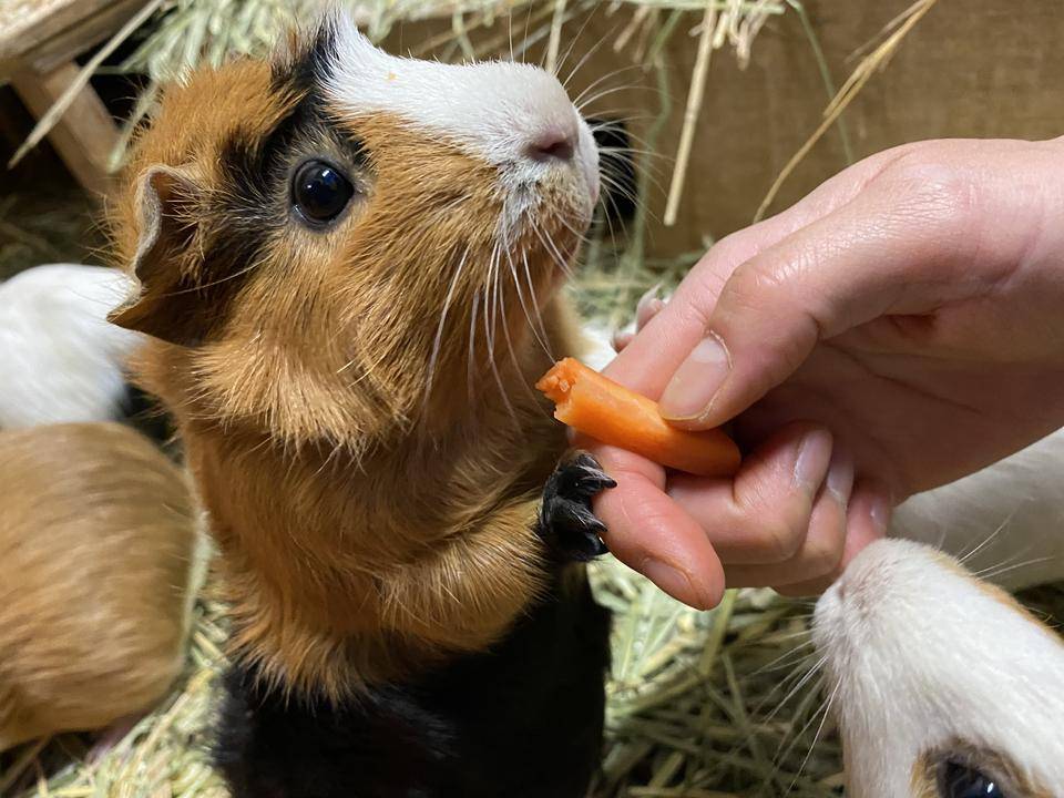 ぱかぱか モル.jpg