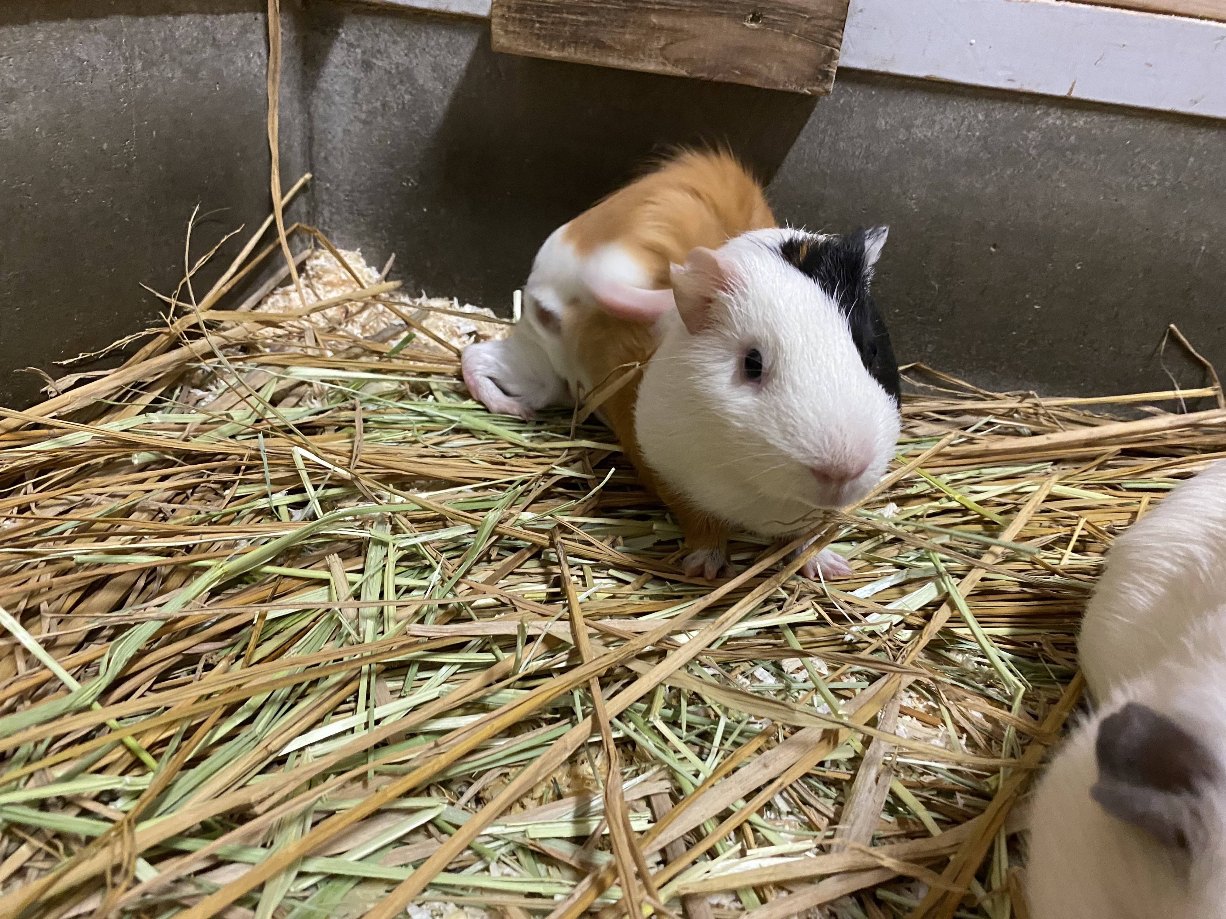 ぱかぱか モル2.jpg