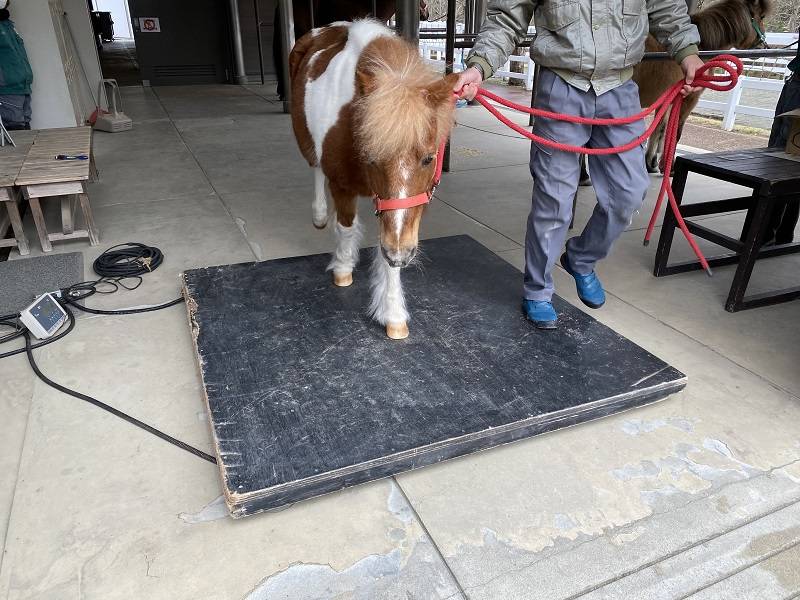 馬の体重測定2.jpg