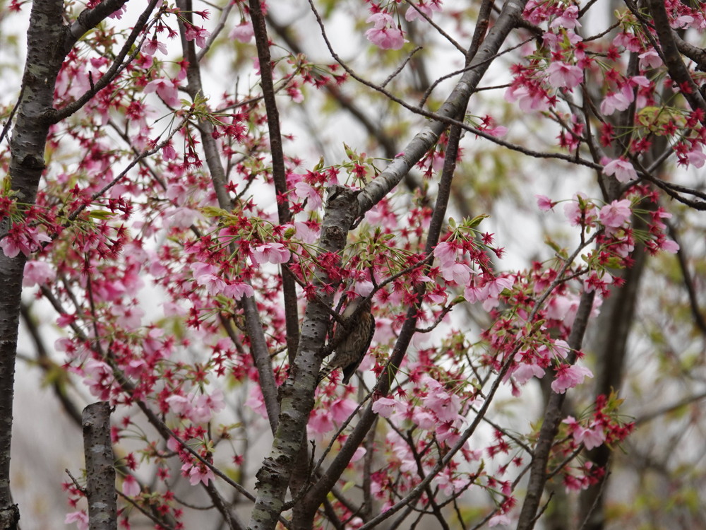 ズーラシアに咲く桜 桜開花 よこはま動物園ズーラシア公式サイト 公益財団法人 横浜市緑の協会