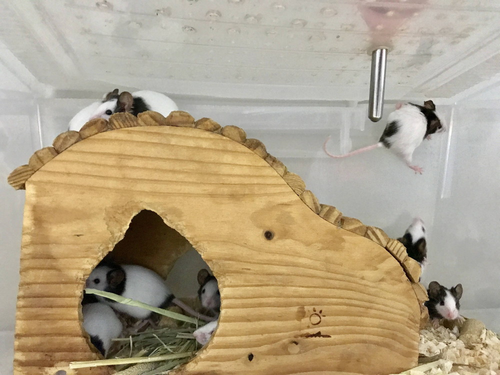 ぱかぱか ナイトパンダ6.jpg