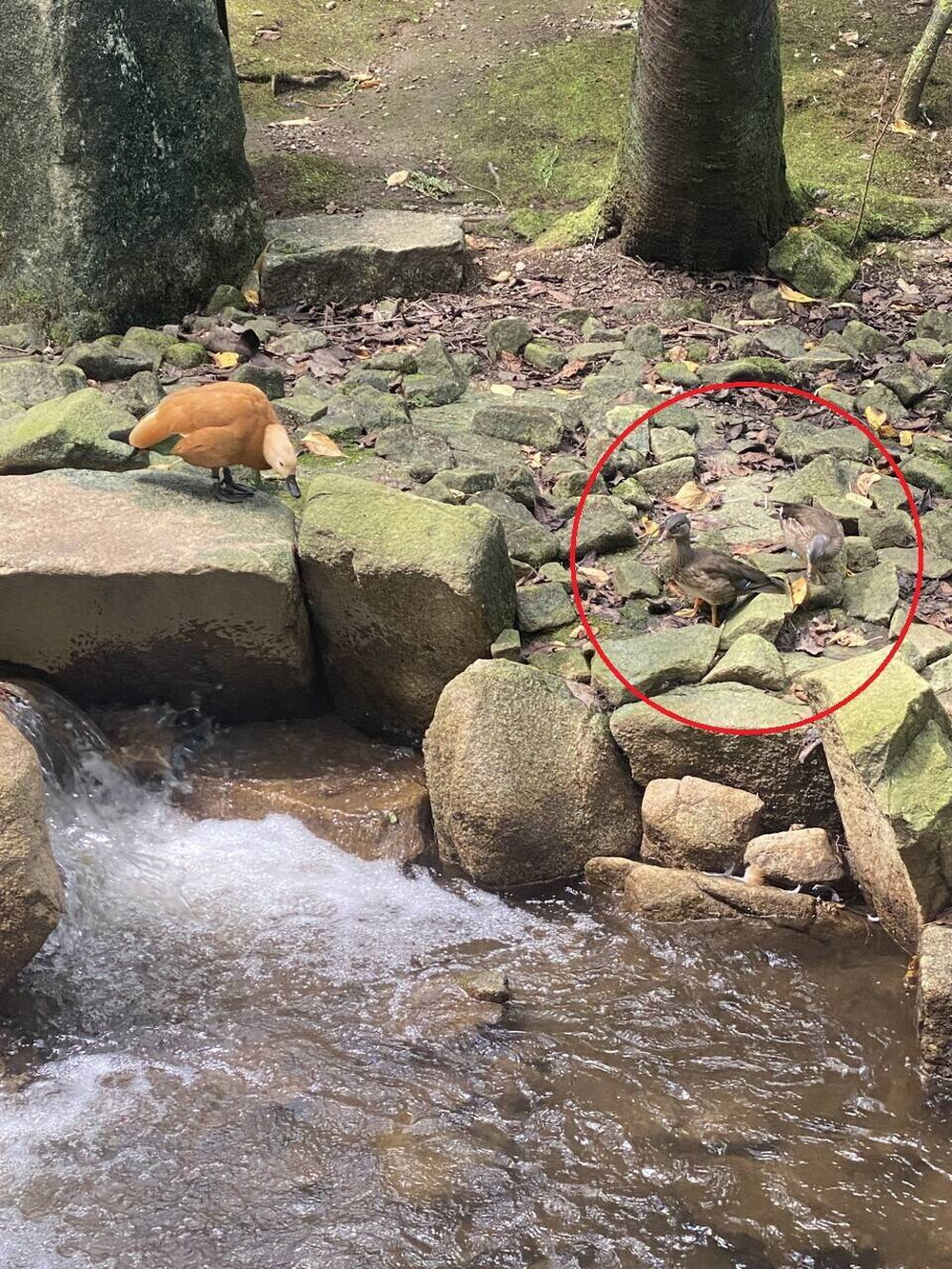 オシドリ ●印.jpg