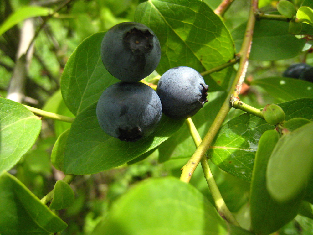 ブルーベリー2.jpg
