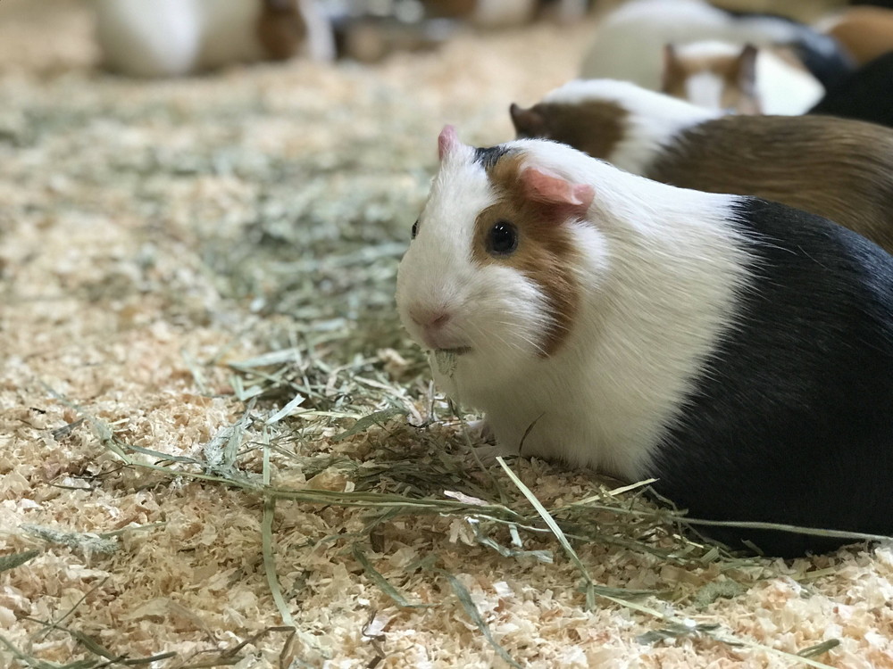 ぱかぱか お昼寝5.jpg