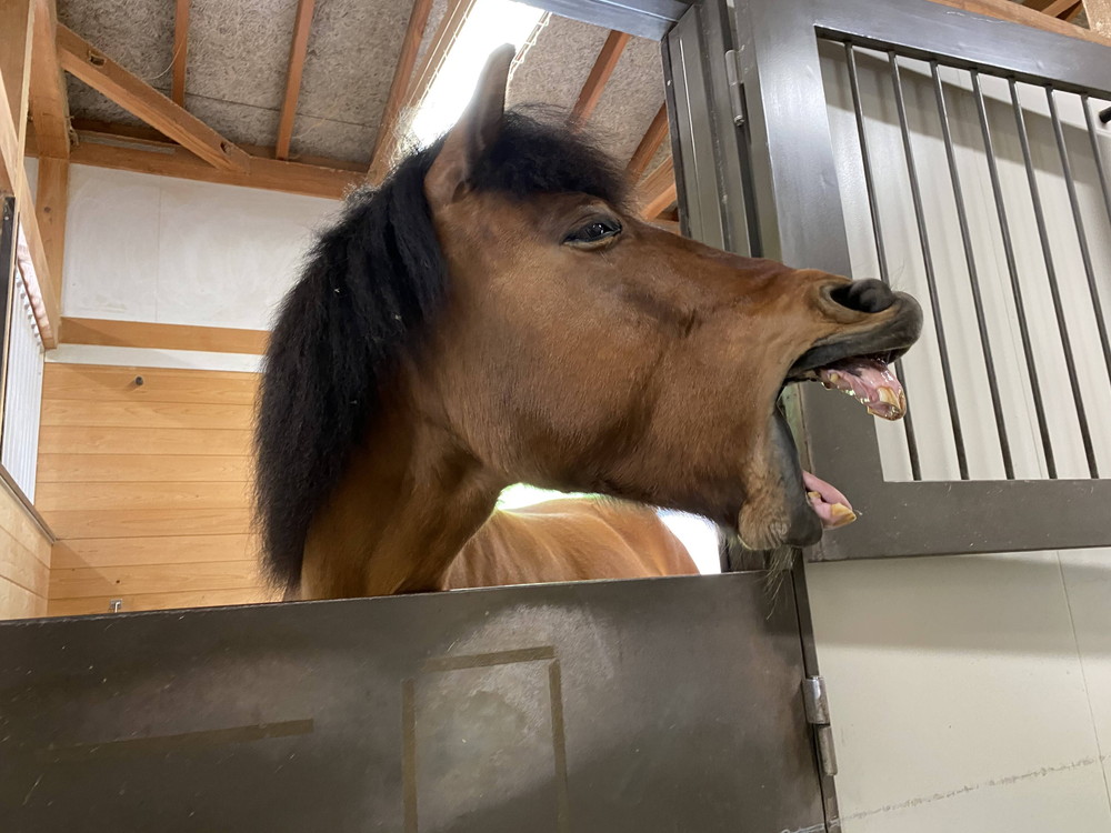 ぱかぱか ぺろ2 光翔1.jpg