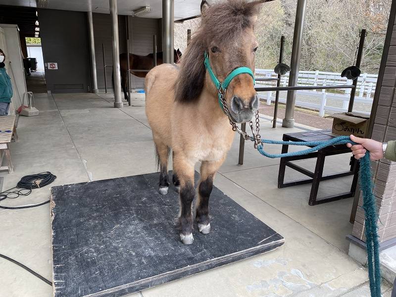 馬の体重測定　しんすけ1.jpg
