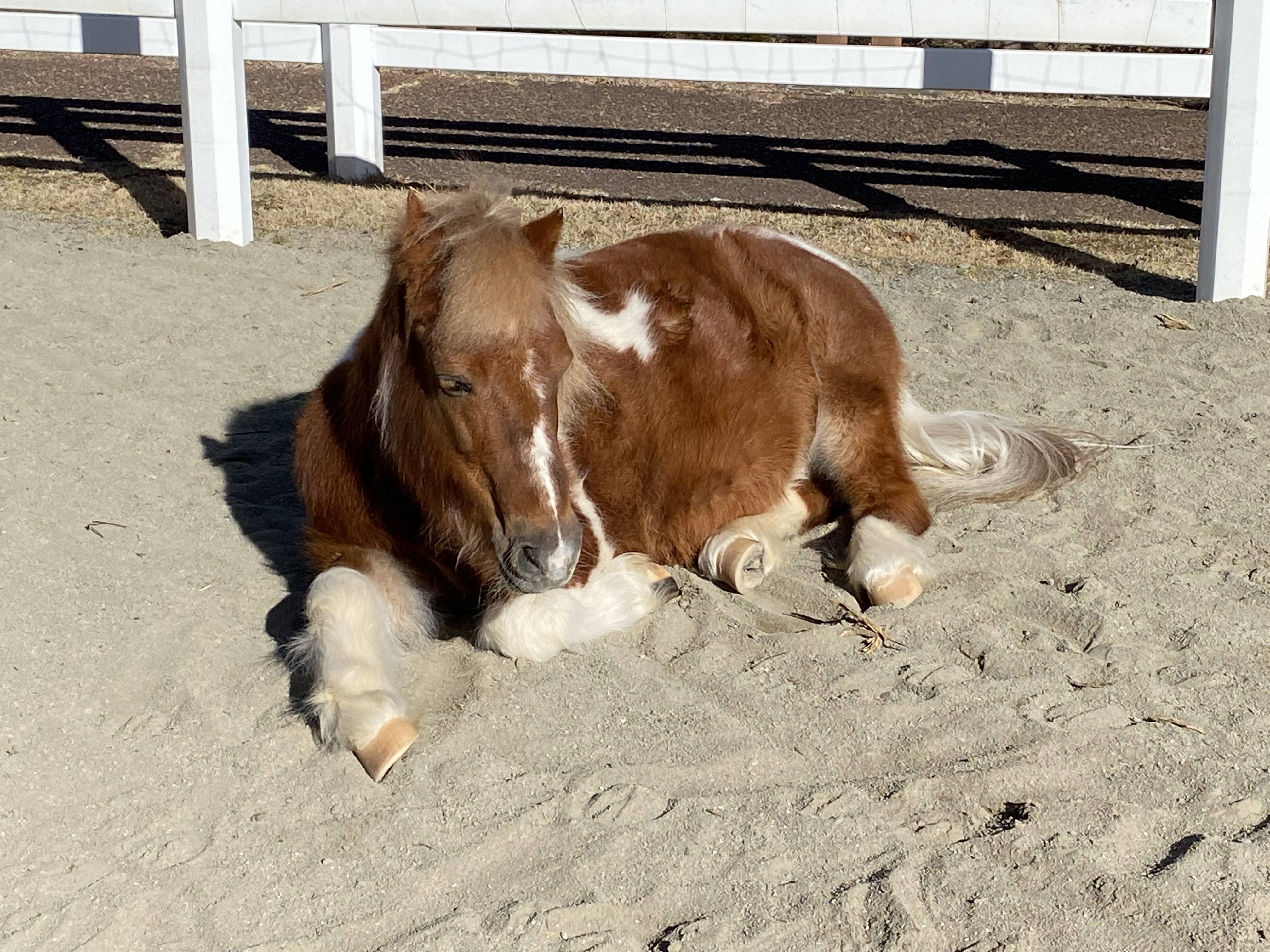 ぱか とっておき6.jpg