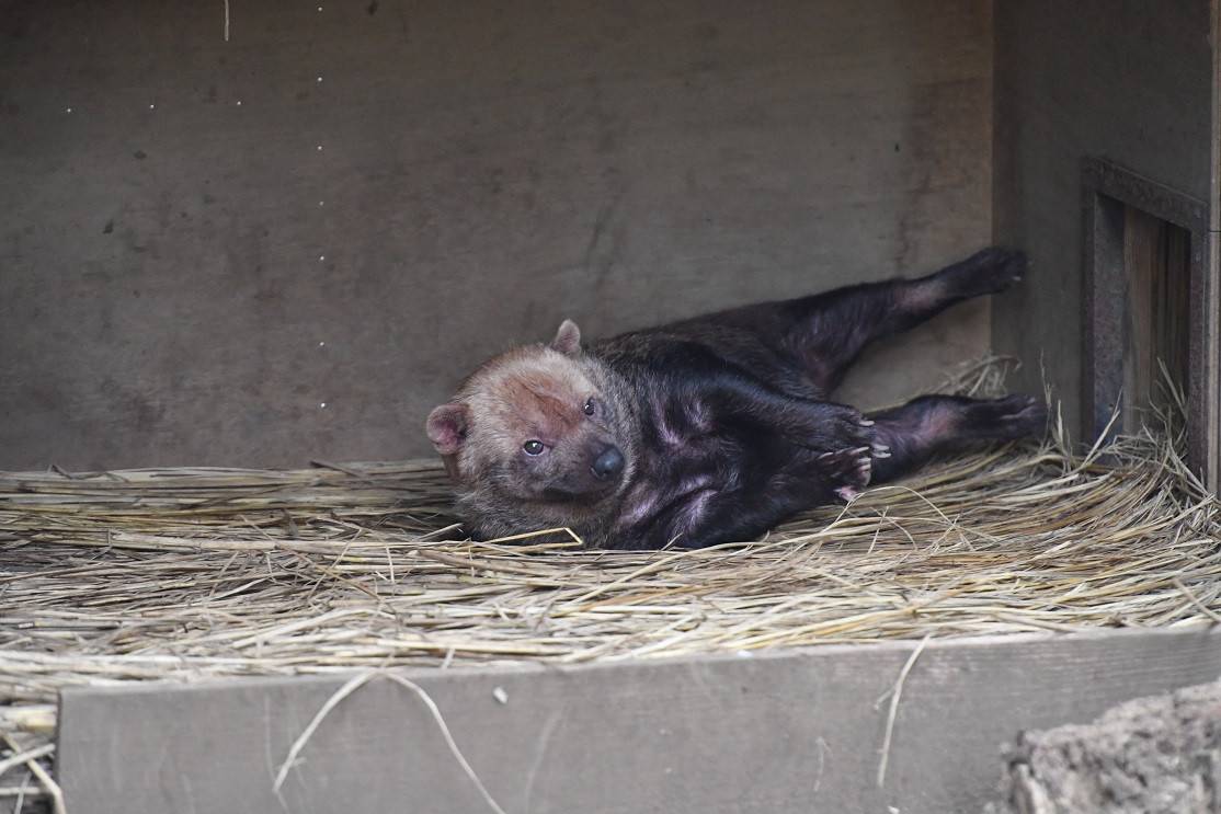 小悪魔スマイラーを紹介したい っていうお話 ブログdeズーラシア よこはま動物園ズーラシア公式サイト 公益財団法人 横浜市緑の協会