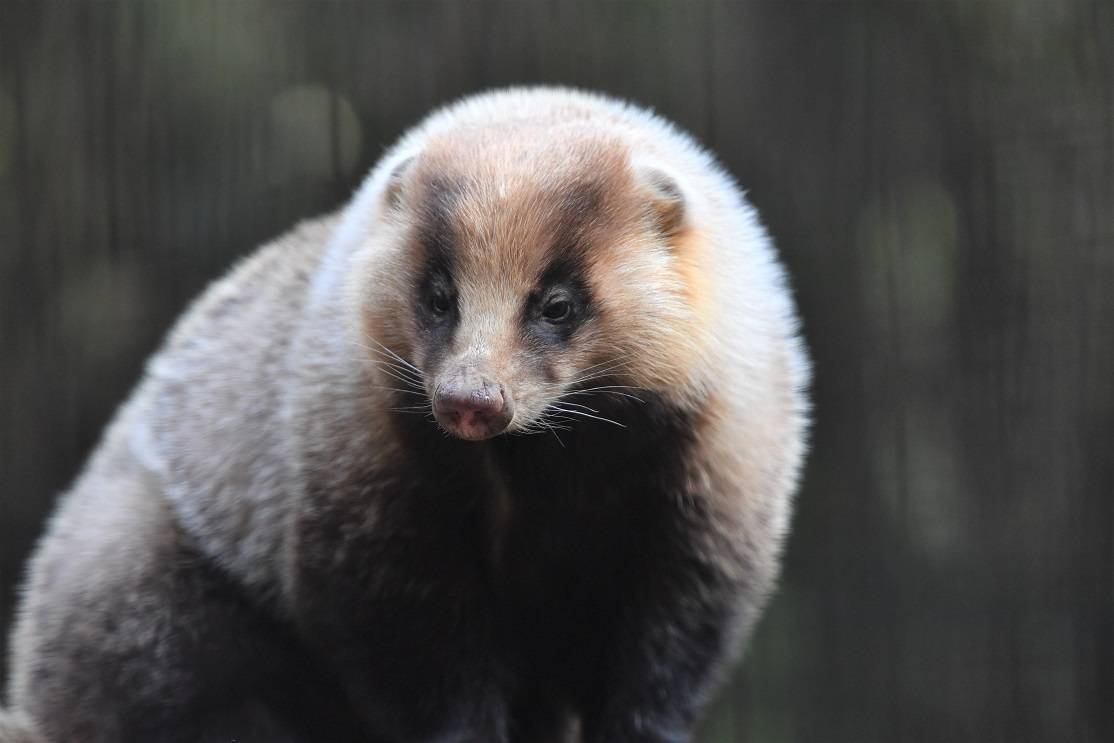 アナグマの魅力を語りたい っていうお話 ブログdeズーラシア よこはま動物園ズーラシア公式サイト 公益財団法人 横浜市緑の協会