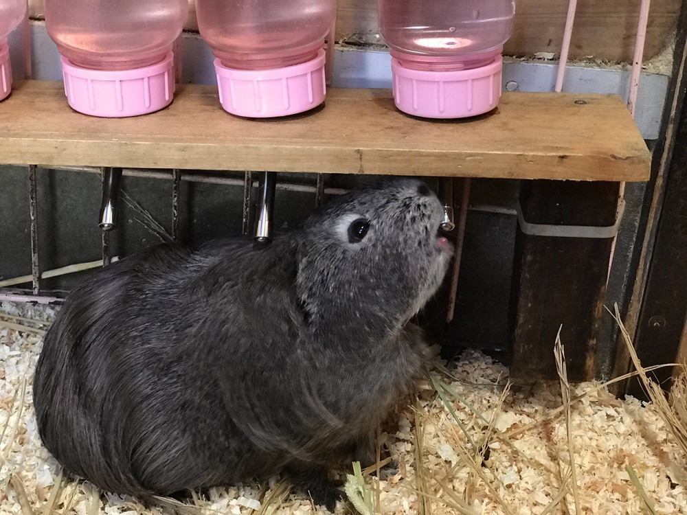 【ぱかぱか】 水のみ⑧.jpg