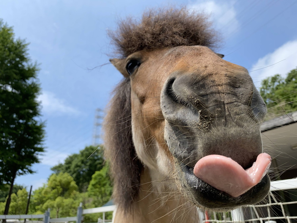 ぱかぱか ペロ2  しん.jpg