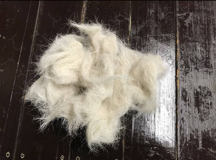 ぱかぱか 毛玉3.jpeg