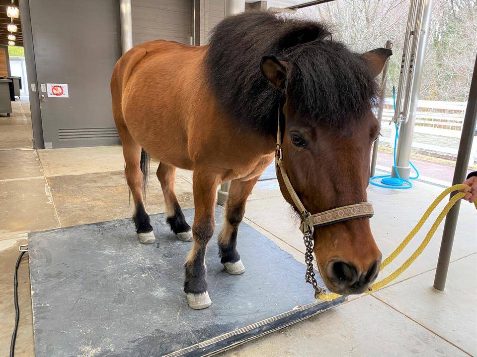 ぱかぱか 体重5.jpg
