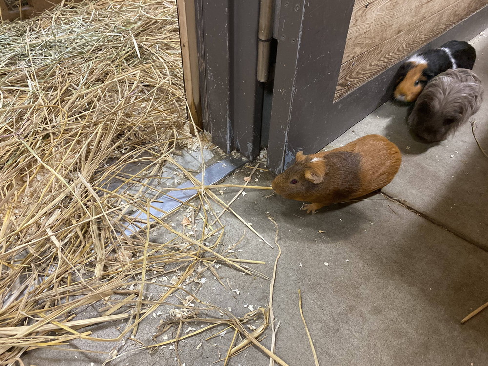 ぱかぱか モルモットレース8.jpg