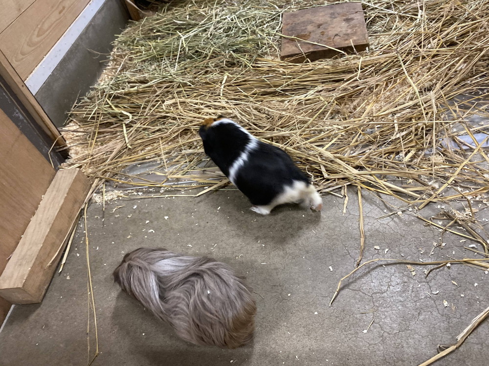 ぱかぱか モルモットレース9.jpg