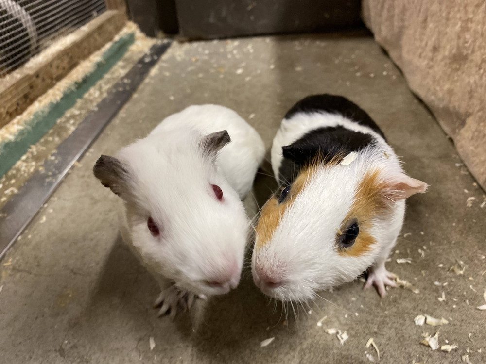 ぱかぱか モルモットレース1.jpg