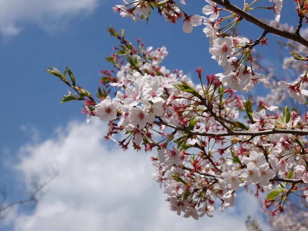 ズーラシアに咲く桜 桜開花 よこはま動物園ズーラシア公式サイト 公益財団法人 横浜市緑の協会