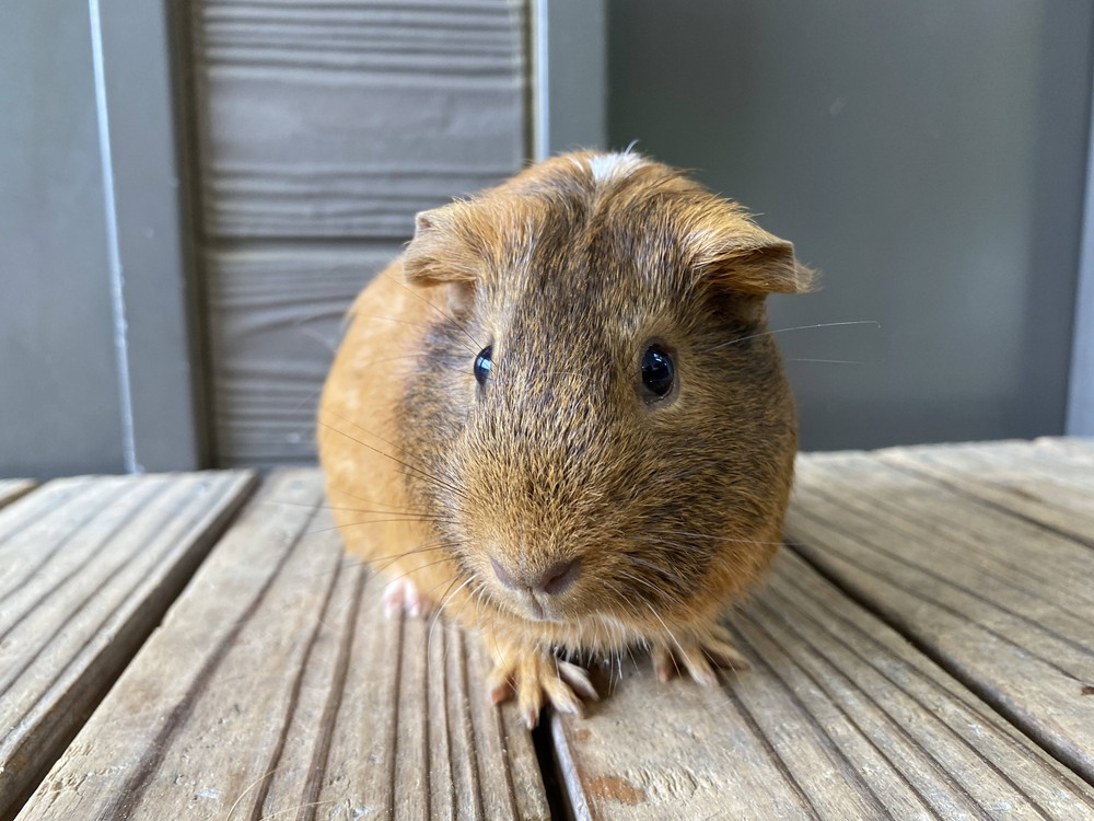 ぱかぱか モルモットレース5.jpg