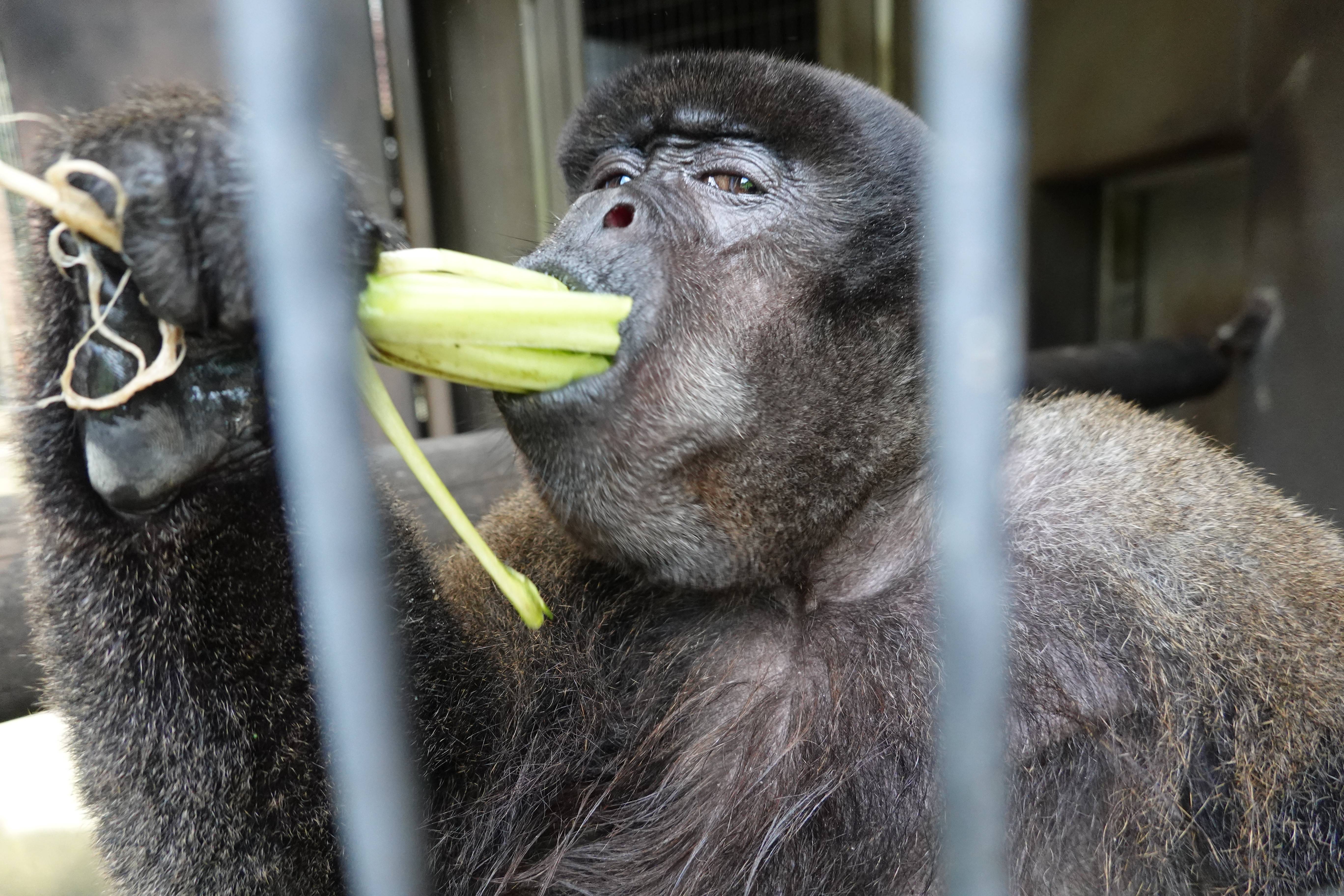 すごいぜ ウーリーモンキー っていうお話 ブログdeズーラシア よこはま動物園ズーラシア公式サイト 公益財団法人 横浜市緑の協会