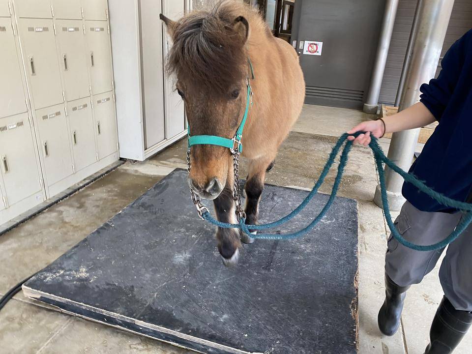 ぱかぱか 体重3.jpg