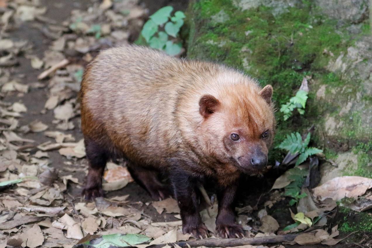 小悪魔スマイラーを紹介したい っていうお話 ブログdeズーラシア よこはま動物園ズーラシア公式サイト 公益財団法人 横浜市緑の協会 小悪魔スマイラーを紹介したい っていうお話 ブログdeズーラシア よこはま動物園ズーラシア公式サイト 公益財団法人 横浜市緑の協会