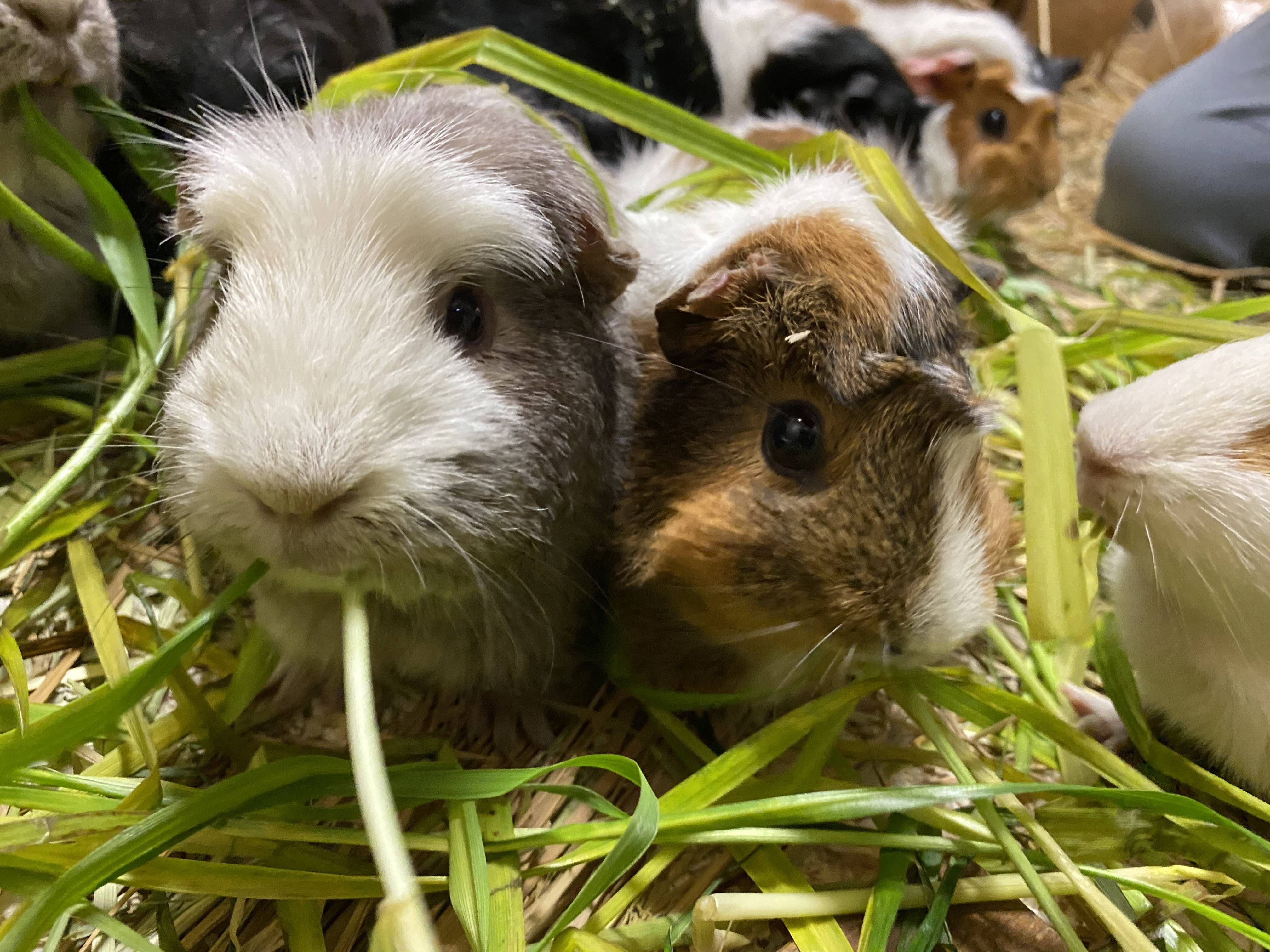 ぱかぱか モル3.jpg