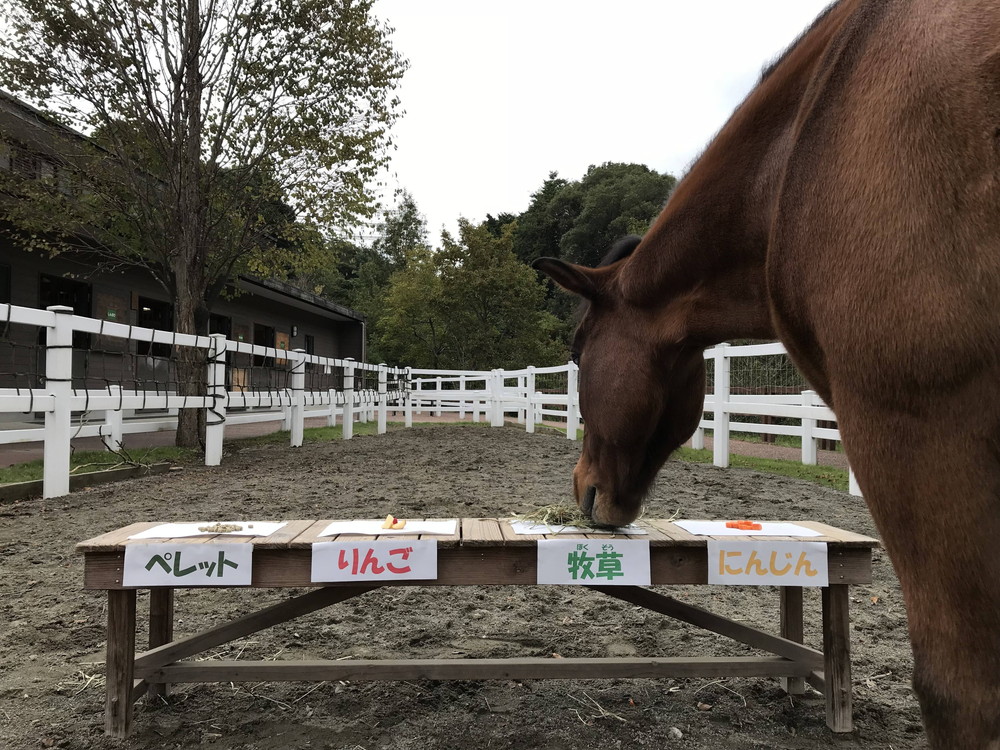 お馬さんってニンジンが好きなんでしょ ぱかぱか広場 よこはま動物園ズーラシア公式サイト 公益財団法人 横浜市緑の協会